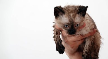 Kedi yavrusu Tayland ya da Siyam cinsi ile oynanır.