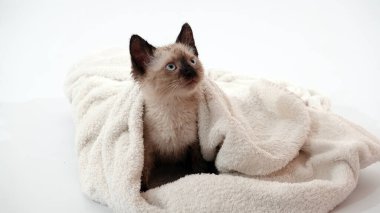 Kedi yavrusu Tayland ya da Siyam cinsi ile oynanır.