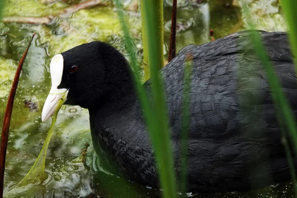 Coot birds swim in the lake without fear of people