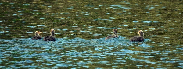 Coot birds swim in the lake without fear of people