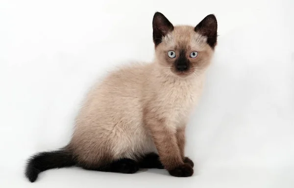 Siamské Kotě Bílém Pozadí — Stock fotografie