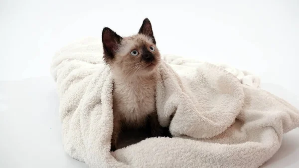 Kedi yavrusu Tayland ya da Siyam cinsi ile oynanır.