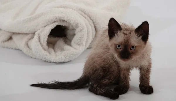 Gatinho Jogado Com Raça Tailandesa Siamesa — Fotografia de Stock