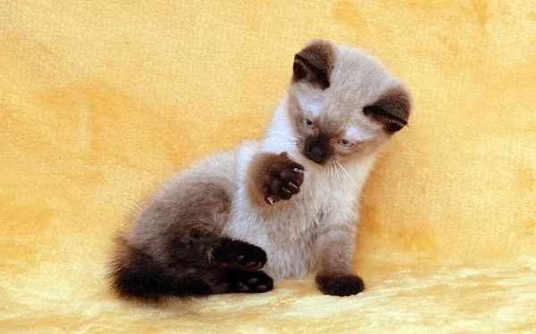 Gatinho Siamês Fundo Pêssego — Fotografia de Stock