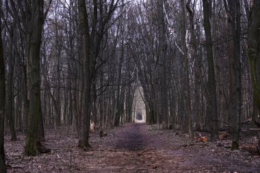 Bahar ormanında, tünel şeklinde ağaçlarla kaynaşmış bir sokak.
