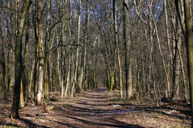 Bahar ormanında, tünel şeklinde ağaçlarla kaynaşmış bir sokak.