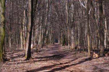 Bahar ormanında, tünel şeklinde ağaçlarla kaynaşmış bir sokak.