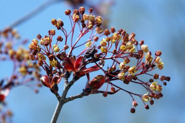 İlkbaharda ağaçlar uyanır, tomurcuklar açılır, tohumlar ve yapraklar görünür.