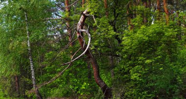 Ormanın çalılıklarında elleri gibi dalları olan güçlü kıvrımlı bir ağaç.