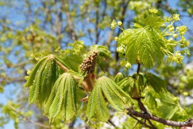 İlkbaharda tomurcuklardan kestane yaprakları açar..