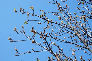 İlkbaharda tomurcuklardan kestane yaprakları açar..