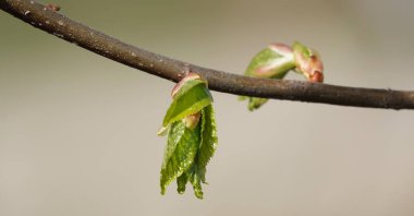 İlkbaharda ağaçlar uyanır, tomurcuklar açılır, tohumlar ve yapraklar görünür.