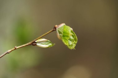 İlkbaharda ağaçlar uyanır, tomurcuklar açılır, yapraklar ortaya çıkar.