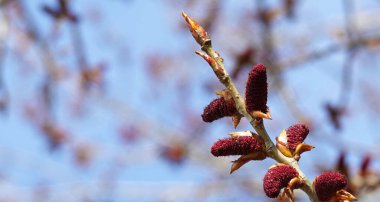 İlkbaharda ağaçlar uyanır, tomurcuklar açılır, tohumlar ve yapraklar görünür.