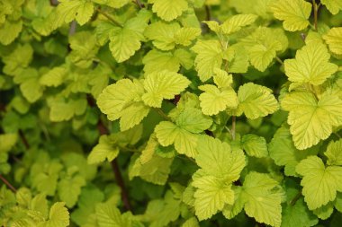 İlkbaharda yeşil yapraklı Bush parkta
