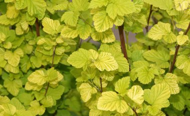 İlkbaharda yeşil yapraklı Bush parkta