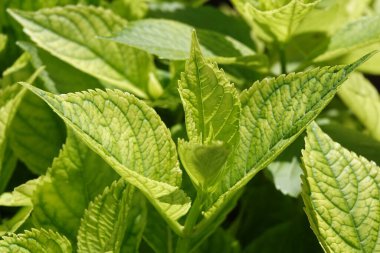 Bush yeşil yapraklarla parkta.