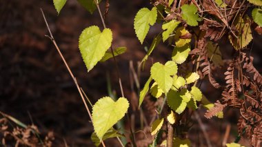 Yaz ormanlarında yeşil yapraklı dallar