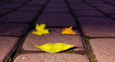 Sonbahar yaprakları yolda dudaklar şeklinde - sonbahar öpücüğü