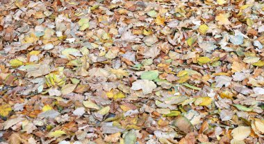 Sarı sonbahar yapraklarının arka planı