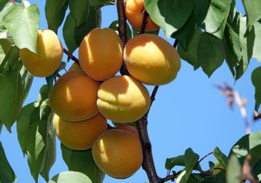 Ağaç dallarında bir sürü olgun kayısı