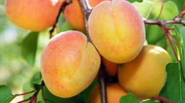 Ağaç dallarında bir sürü olgun kayısı