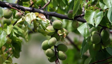 Ağaç dallarında bir sürü yeşil olgunlaşmamış kayısı var.