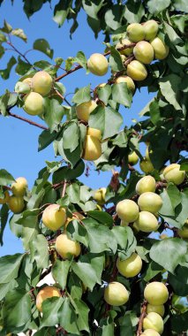 Ağaç dallarında bir sürü yeşil olgunlaşmamış kayısı var.