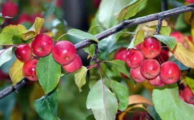 Birçok kırmızı ve olgun Ranetki ağacı dalları da cennet elmalarıdır.