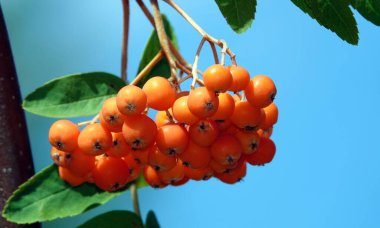 Ağaç dallarında bir sürü yaban mersini