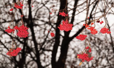 Sonbaharda ağaç dallarında sarı yapraklı Rowan meyveleri