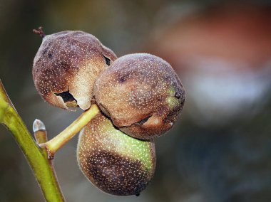 Soyulmuş ağaçta ceviz ve soyulmuş