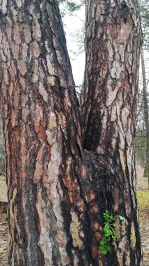 Sonbahar ormanlarında tuhaf şekilli ağaçlar.