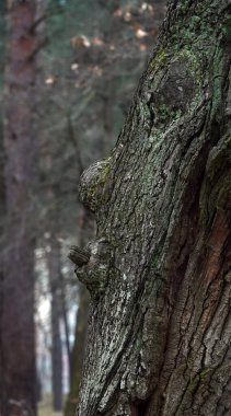 Fantezi kuran ağacın yüzü tahmin edilir.