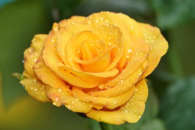 Farklı türlerden gül çiçeği ve türler yakın çekim