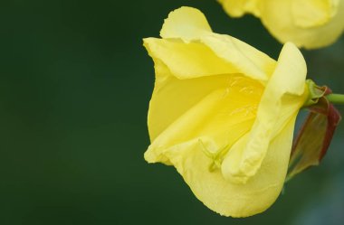 Enotera çiçekleri çok narin ve güzeldir.