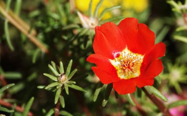 Purslane çiçekleri çok narin ve güzeldir.
