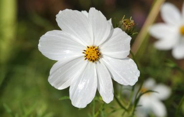 Kosmeya çiçekleri çok narin ve güzeldir.