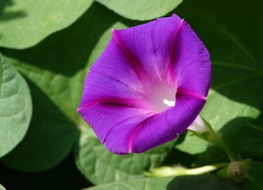 Ipomoea çiçekleri çok narin ve güzel.