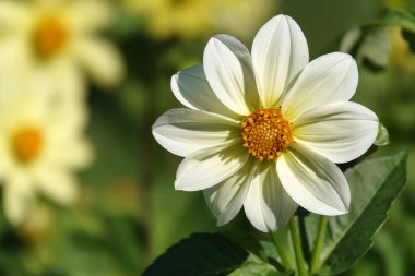 Çiçekler Dahlia Minion - Dahlia Pinnata Çok narin ve güzel