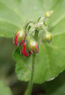 Sardunya çiçeği yaklaş.