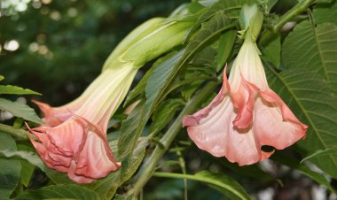 Brugmansia Çiçekleri - Altın Kanlı Çok Renkli Çok narin ve güzel