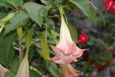 Brugmansia Çiçekleri - Altın Kanlı Çok Renkli Çok narin ve güzel