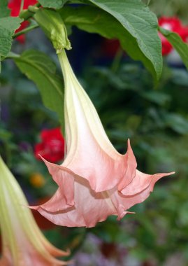 Brugmansia Çiçekleri - Altın Kanlı Çok Renkli Çok narin ve güzel
