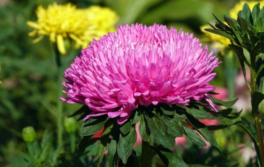 Aster çiçekleri kapanıyor.