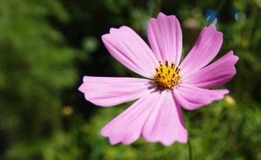Kosmeya çiçekleri çok narin ve güzeldir.