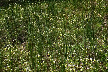 Çiçekler Violet Field veya Vahşi Pansy (Yürek) yakın plan güzel ve narin