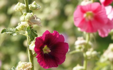 Büyük ve narin çiçekleri olan Mallow çiçeği.