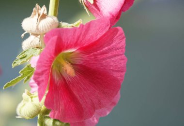 Büyük ve narin çiçekleri olan Mallow çiçeği.