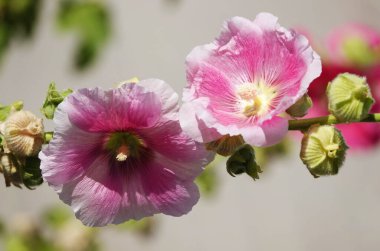 Büyük ve narin çiçekleri olan Mallow çiçeği.